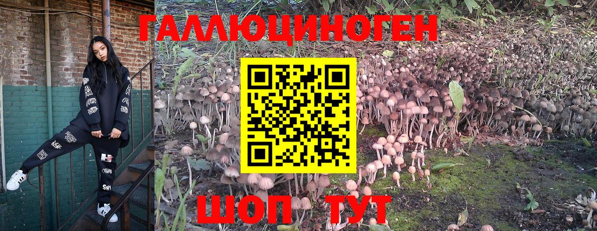 Курганинск  продажа наркотиков  Вход с VPN  Галлюциногенные грибы GOLDEN TEACHER 